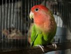 Rossy Opaline Running Male