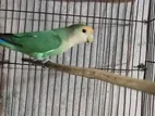 Rosy Faced Love Bird । লাভ বার্ড ফিমেল