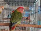 Rosy-faced Lovebird