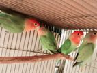 Rosy red head opaline lovebird/ লাভ বার্ড