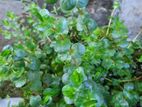 Rotale green aquarium plant