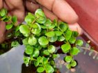 Rotale green aquarium plant