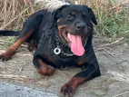 Rottweiler Adult Female