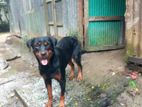 Rottweiler dog