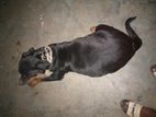 Rottweiler Female Dog. 2 year. Akbar baby desa 8 ta.