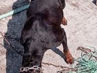 Rottweiler Female