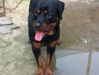 Rottweiler dog