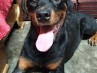 Rottweiler male