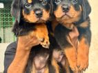 Rottweiler puppies