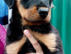 rottweiler puppy