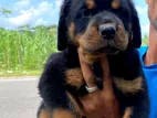 Rottweiler Puppy