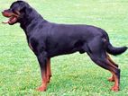 Rottweiler puppy for sale