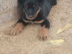 Rottweiler puppy sell hobe