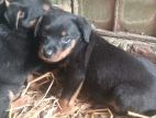 Rottweiler puppys on sell!!!