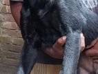 Rottweiler Retriever Mix