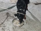 Rottweiler sell (adult) female