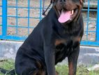 rotwelar male dog