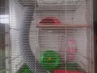 Rovorakhi hamster