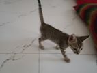 Cat for sell