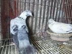 অরিজিনাল সাহারানপুরি কবুতর