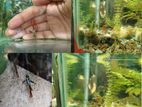 Rtp, Blackskin Snake, Mix Guppy