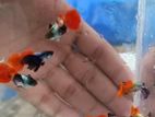 Rtp Guppy Baby