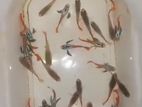 Rtp Guppy Adult