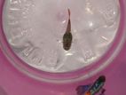 Rtp Guppy