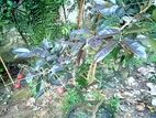 Rubi Longan Tree রুবি লংগান গাছ