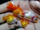 Rui king goldfish