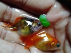 Rui king goldfish