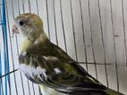 Rum - Female (Red Rump Parakeet)