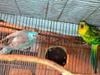 Rump Parakeet bonding pair