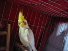 runing cockatiel male