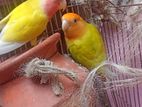 RUNING DIM PARA LOVE BIRD PAIR