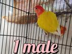 Runing Love Bird Male