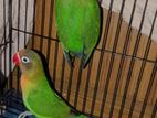 Runing Lovebird Pair