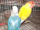 Runnig Love Bird