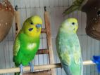 Running Adult budgiegar 5 piece for sale