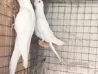 Running Albino Cockatiel