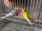 Bird for sale