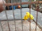 Running birds for sell