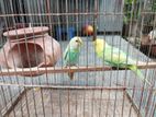 Running birds for sell