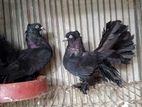 Running black lokkha pair sell hobe