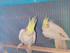 Running Breeding Pair Cockatiel