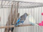 Running Budgerigar Bird Sell