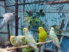 Running Budgerigar