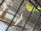 Running Budgerigar