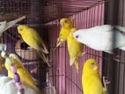 Running budgerigar