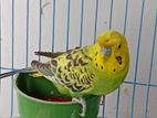 running Budgerigar for sale